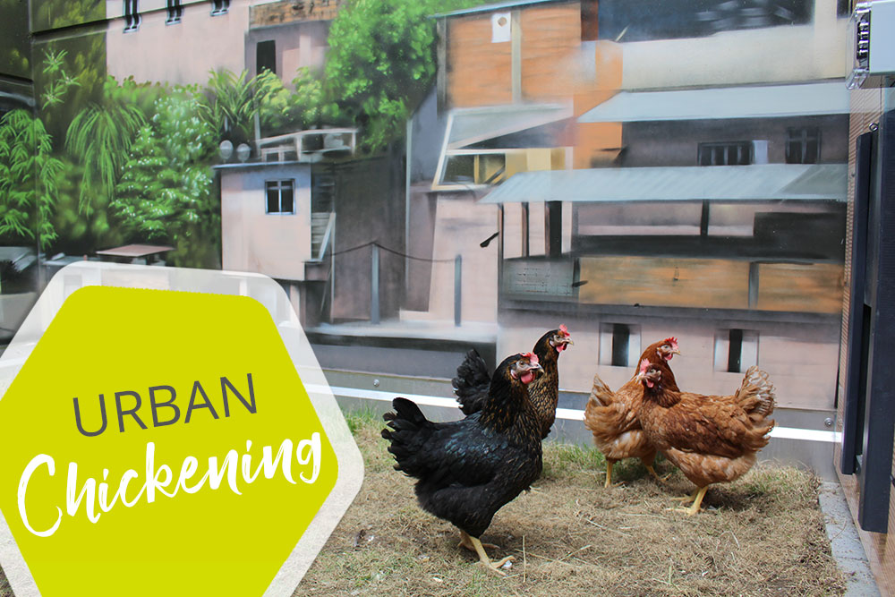 Urban Chickening im Urban Living Heilbronn Urban Chickening im Urban Living Heilbronn